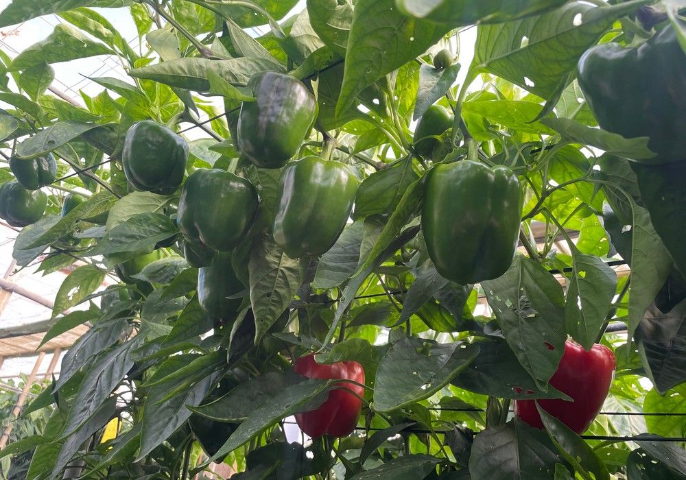 Corozal, un California de altas resistencias y fácil para el agricultor