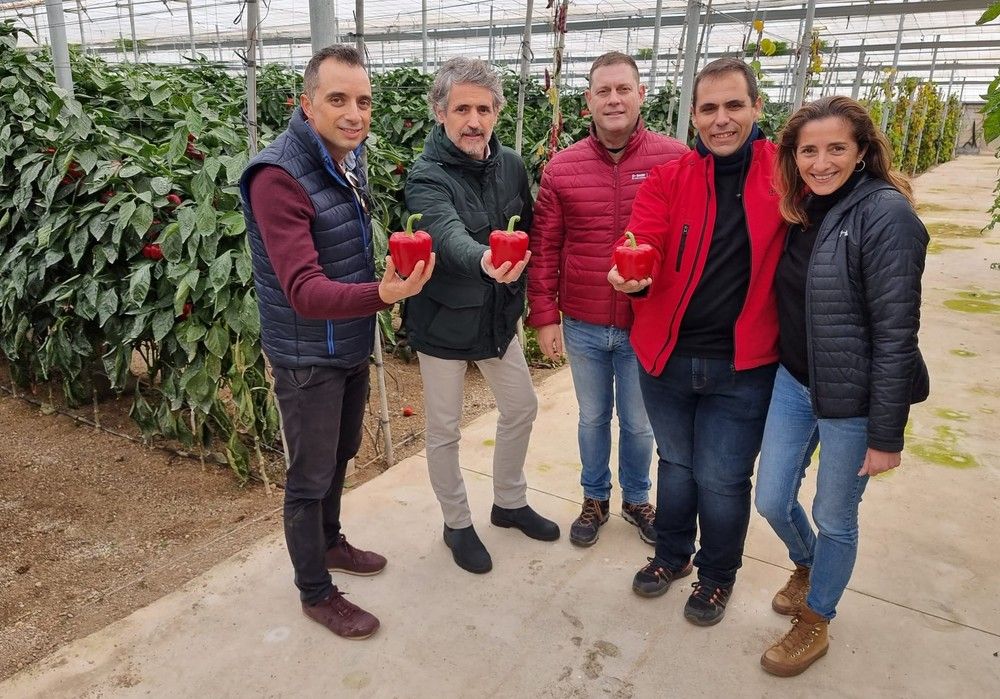 Krakos: Producción, rebrote, color y calibre ideales para el agricultor y la cooperativa