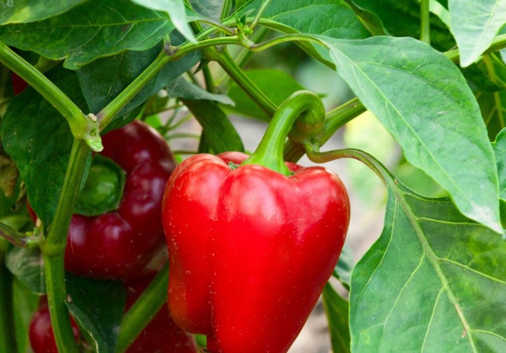 El parón productivo por las bajas temperaturas favorece la subida de las cotizaciones agrícolas