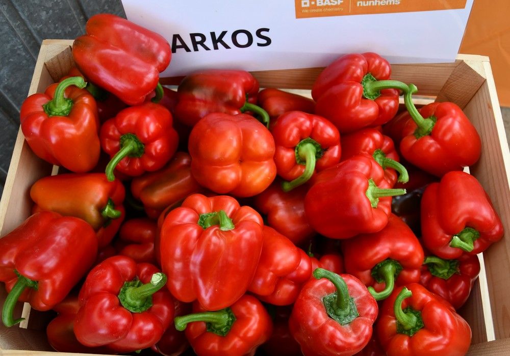 Nunhems sigue ampliando catálogo de pimiento California y muestra en Roquetas sus variedades Arkos y Salonikas