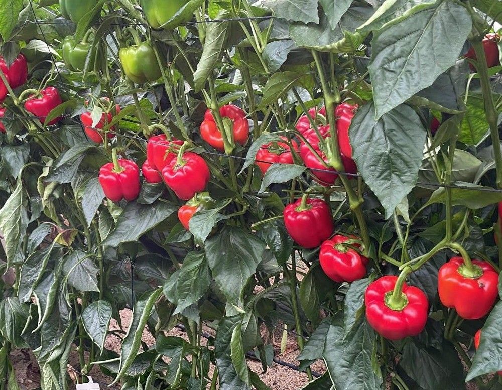 El Ministerio de Agricultura, Pesca y Alimentación pone en marcha un curso de asesoramiento en agricultura ecológica