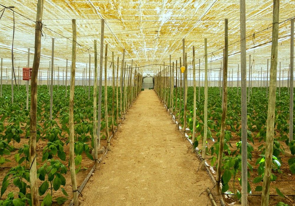 La agricultura abderitana avanza con múltiples proyectos