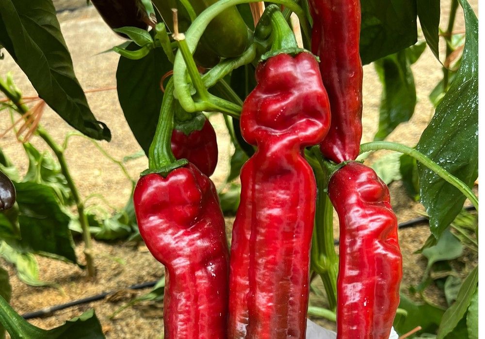 ISI Sementi lanza al mercado ISI PD0021 F1  e ISI PD0020 F1, los pimientos dulces italianos rojo y verde con resistencia a oídio
