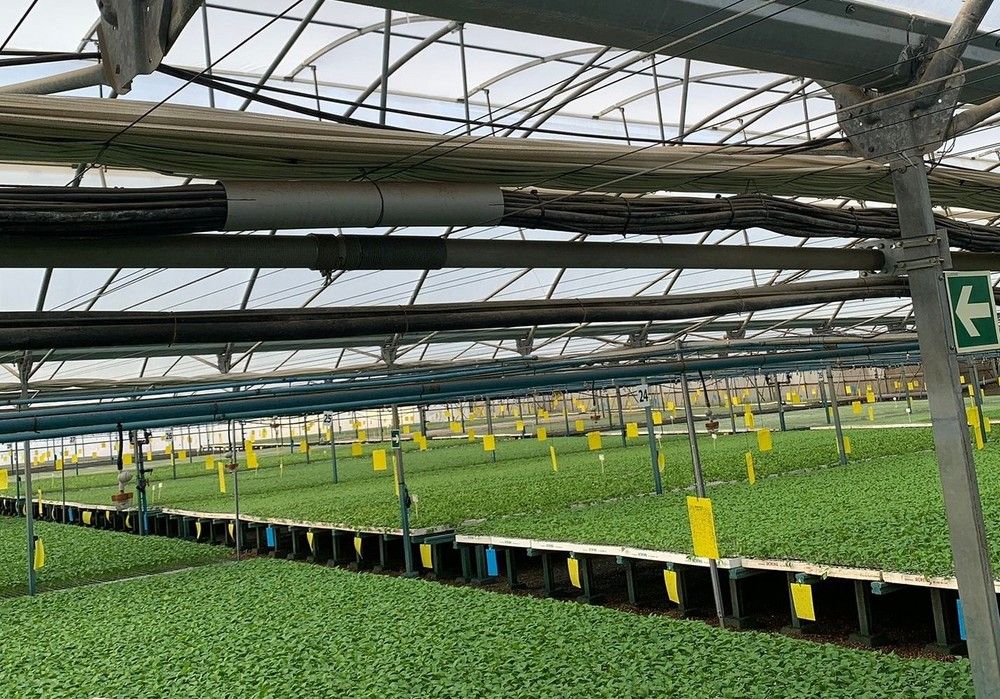 Ginegar ofrece soluciones innovadoras y personalizadas basadas en la innovación tecnológica y la excelencia operativa