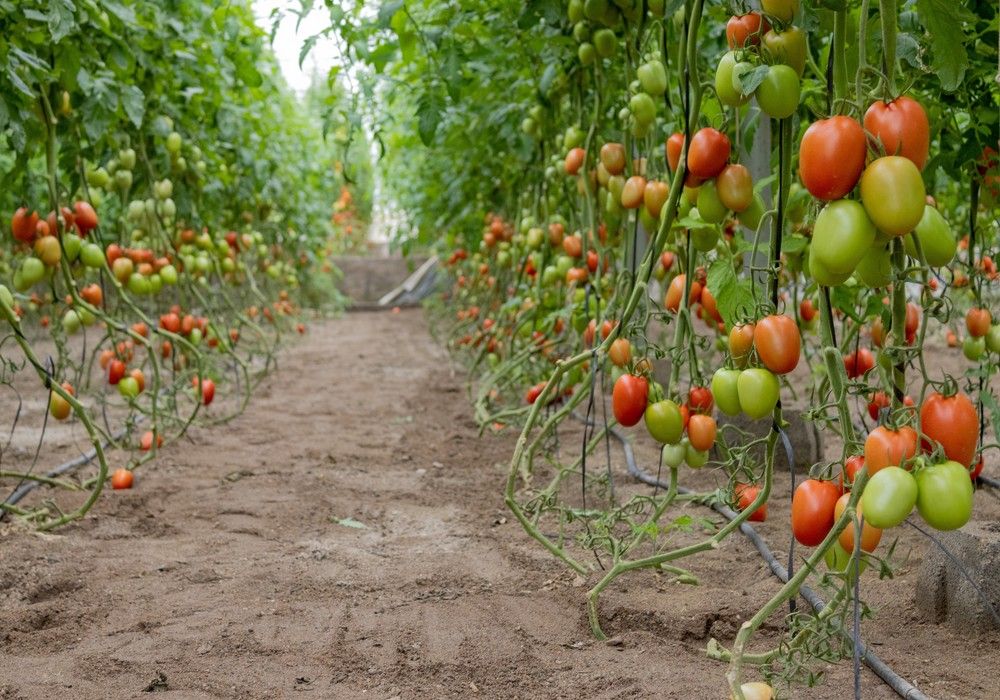 Tomate pera Obelix,  más que un gran calibre