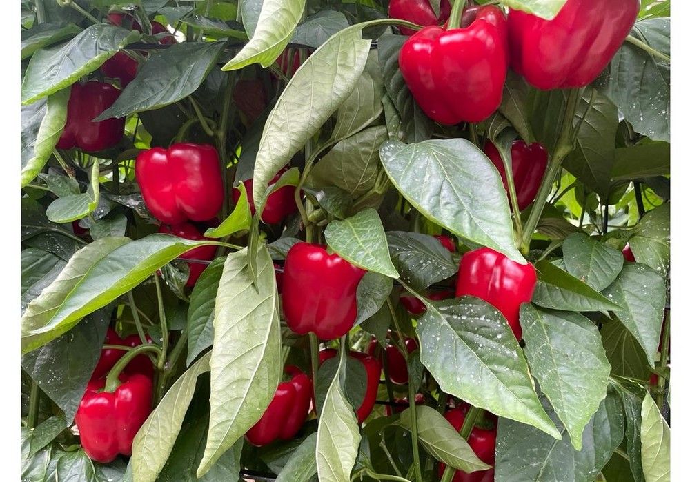 Syngenta presume de su extenso catálogo de pimiento California rojo en El Ejido