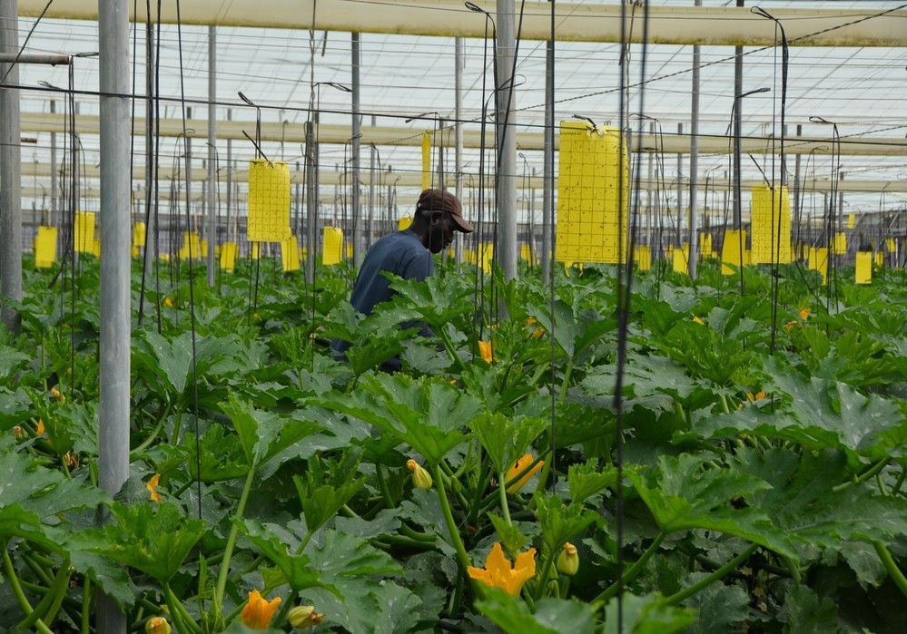 La Junta solicita una reducción general del 50%  del IRPF al campo por sequía y subida de costes