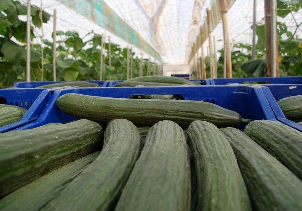 Coexphal alerta del peligro de desabastecimiento de frutas y hortalizas por el mal tiempo