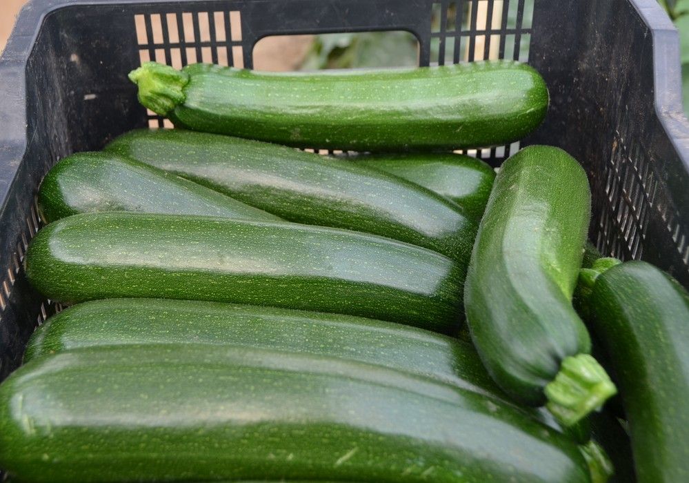 La falta de oferta de producto hortícola por el frío dispara los precios