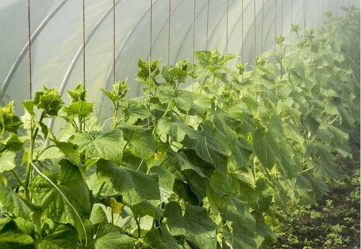 El Fondo Español de Garantía Agraria abre el plazo de inscripción para un curso sobre el Sistema de Información de Explotaciones (SIEX)