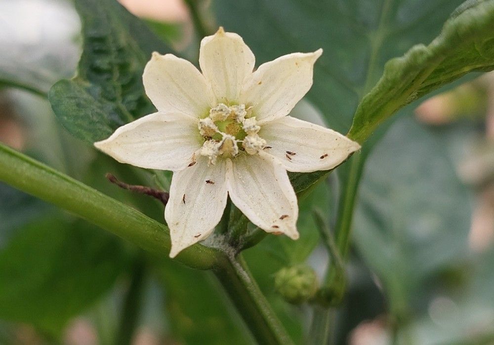 Los agricultores de pimientos deberían mantenerse alerta ante la nueva amenaza de trips