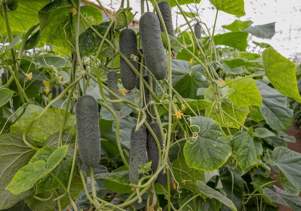 Españolo, la nueva variedad de pepino español de CapGen Seeds