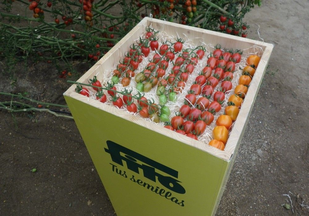 Semillas Fitó aporta al mercado variedades de tomate con resistencia a ToBRFV en sus gamas de cherry pera y tomate ramo