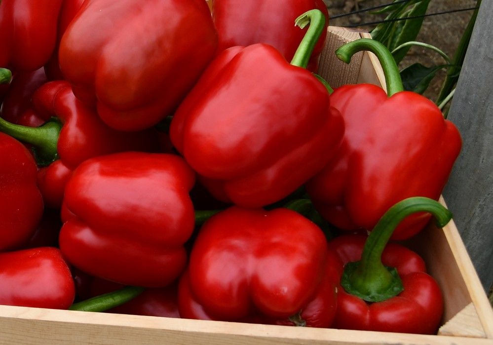 La escasez de frutos con calibre para flow pack dispara los precios del pimiento California