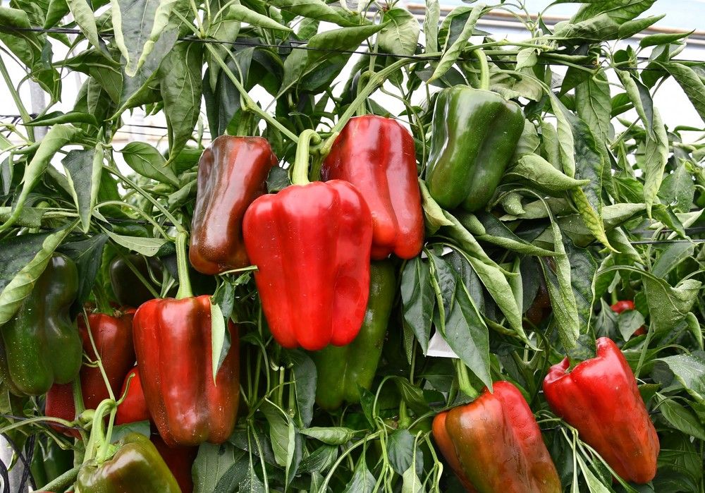 El pimiento lamuyo Esopo afianza su posición en el campo almeriense