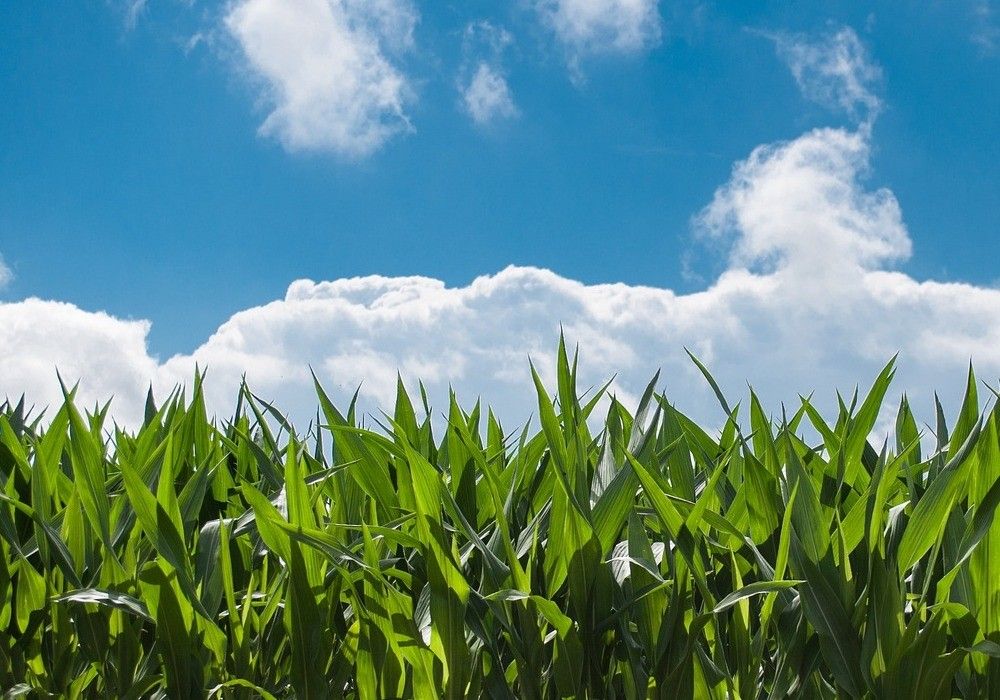 El Gobierno concluye la aprobación del paquete normativo para el desarrollo de la nueva Política Agraria Común