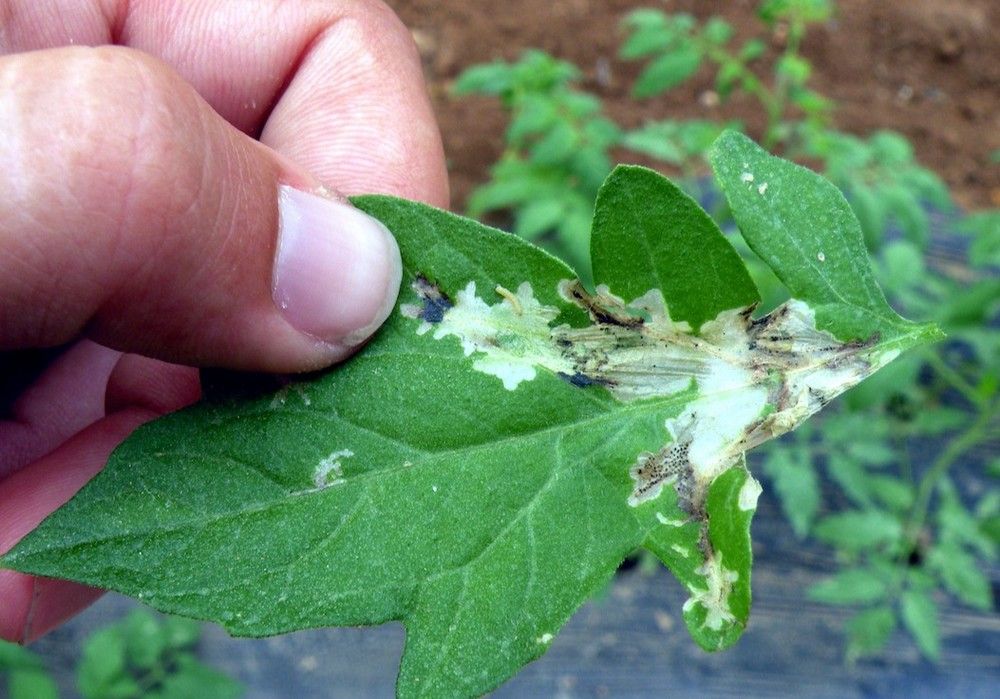 Koppert ayuda a prevenir los brotes de Tuta en tomate cuando llegue la primavera