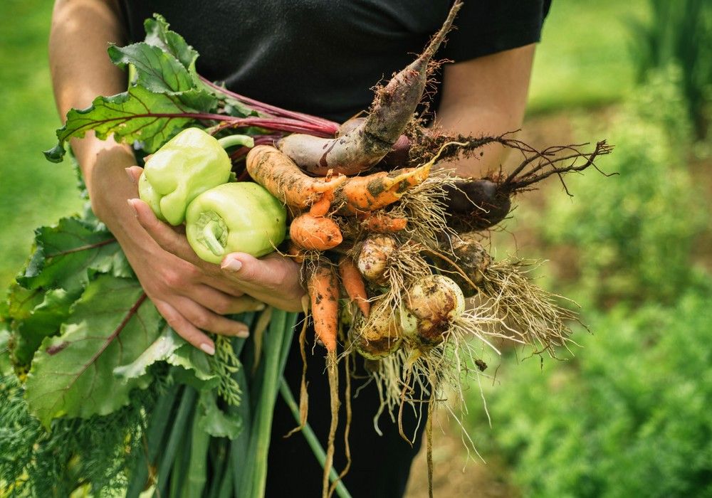 Bayer amplía su iniciativa “The Nutrient Gap”para contribuir al fin de la desnutrición