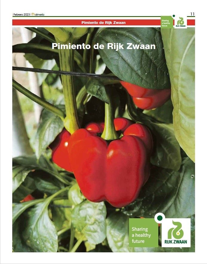 Febrero 2023|| Especial de pimiento de Rijk Zwaan para Almería