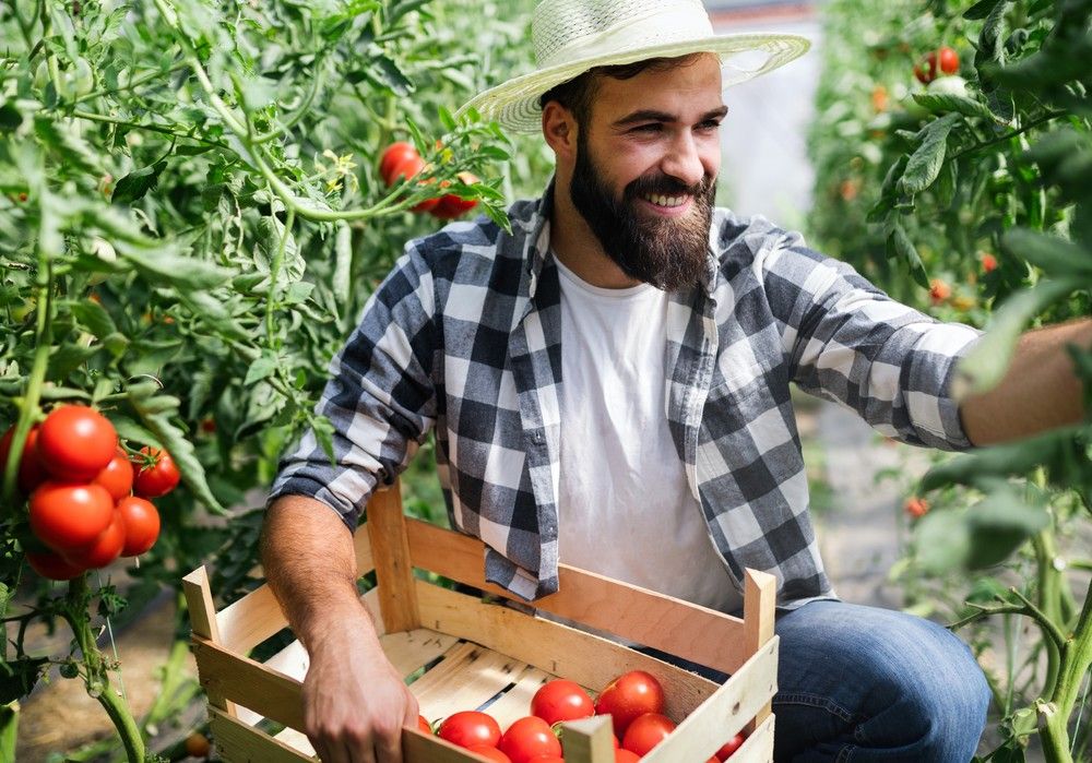 Soluciones nutricionales de Herogra  Fertilizantes para el cultivo en invernadero