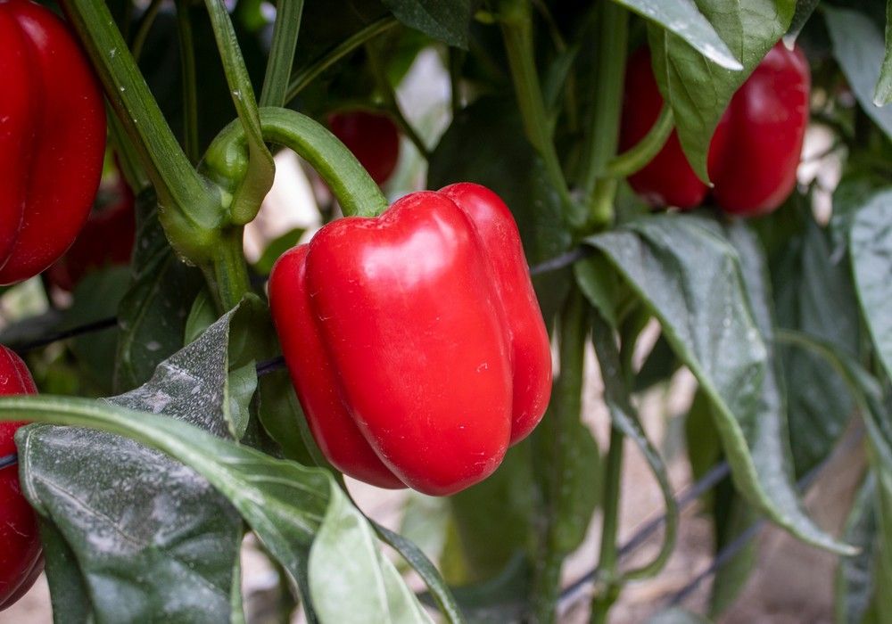 CapGen Seeds genera gran expectación con Gaudí, la nueva variedad de pimiento California blindado contra oídio y nematodos