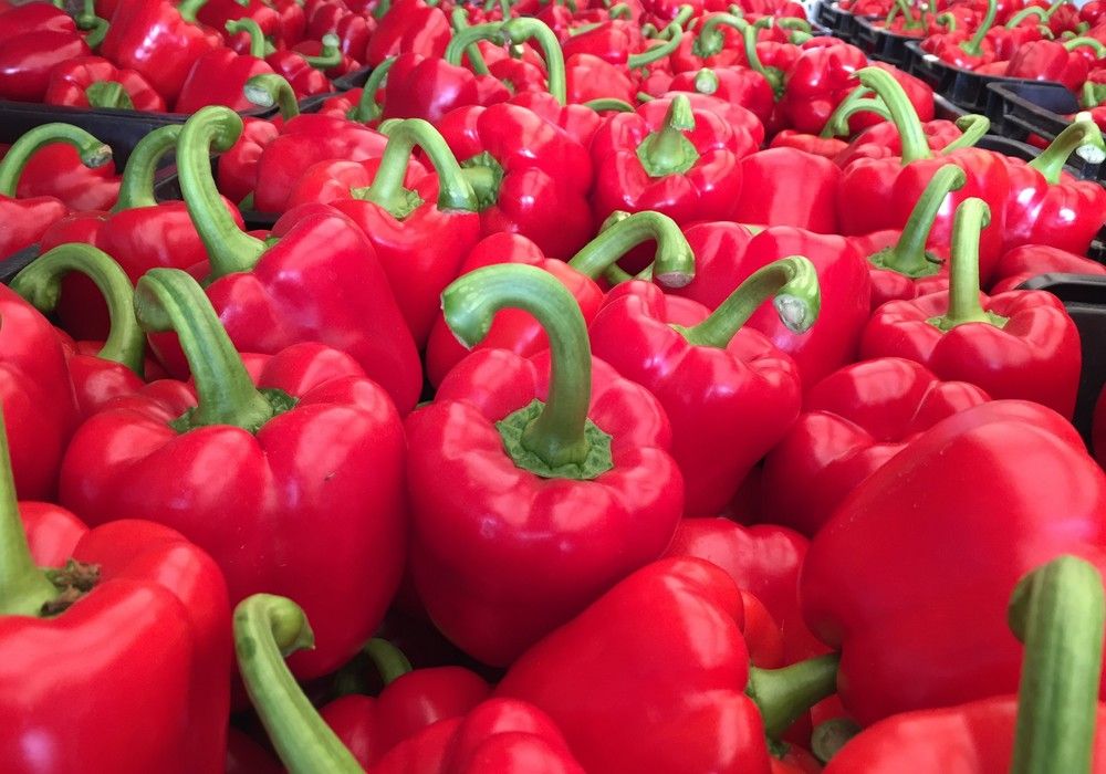 Las buenas temperaturas estabilizan la producción y los precios