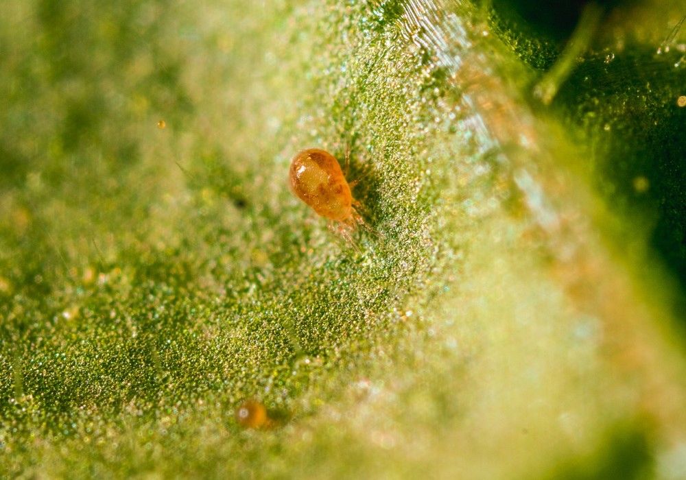 Koppert ofrece con Spical Ulti-Mite el depredador más eficaz y rentable para el control biológico de araña roja en cítricos