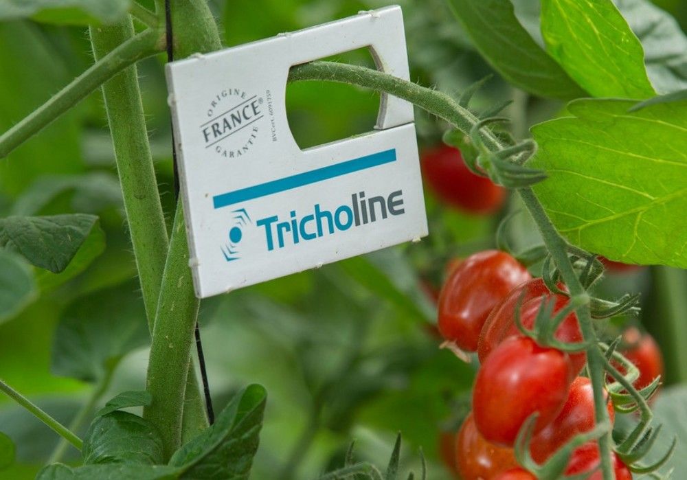 Tricholine TA, la solución biológica letal contra los huevos de Tuta absoluta