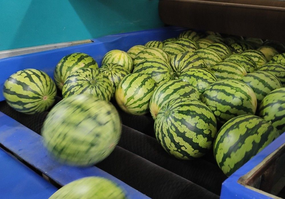 Grupo Agroponiente espera una buena campaña de primavera, tanto en melón y sandía como en el segundo ciclo de otros cultivos