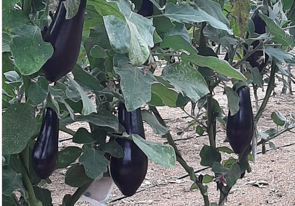 La berenjena negra Serafina, y la rayada Lola, de Ramiro Arnedo, cautivan el campo