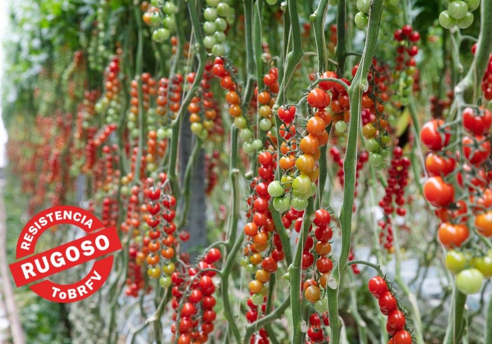 BASF, soluciones sostenibles en tomate  y con resistencia al ToBRFV