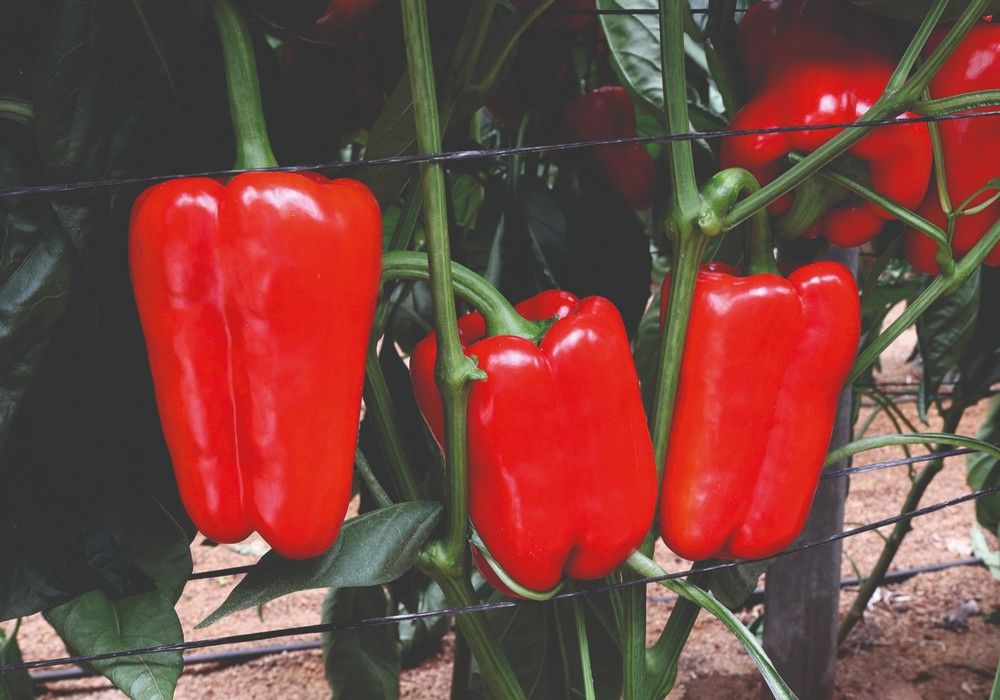 Meridiem Seeds presenta Xalapa, su nuevo lamuyo rojo con resistencia a oídio