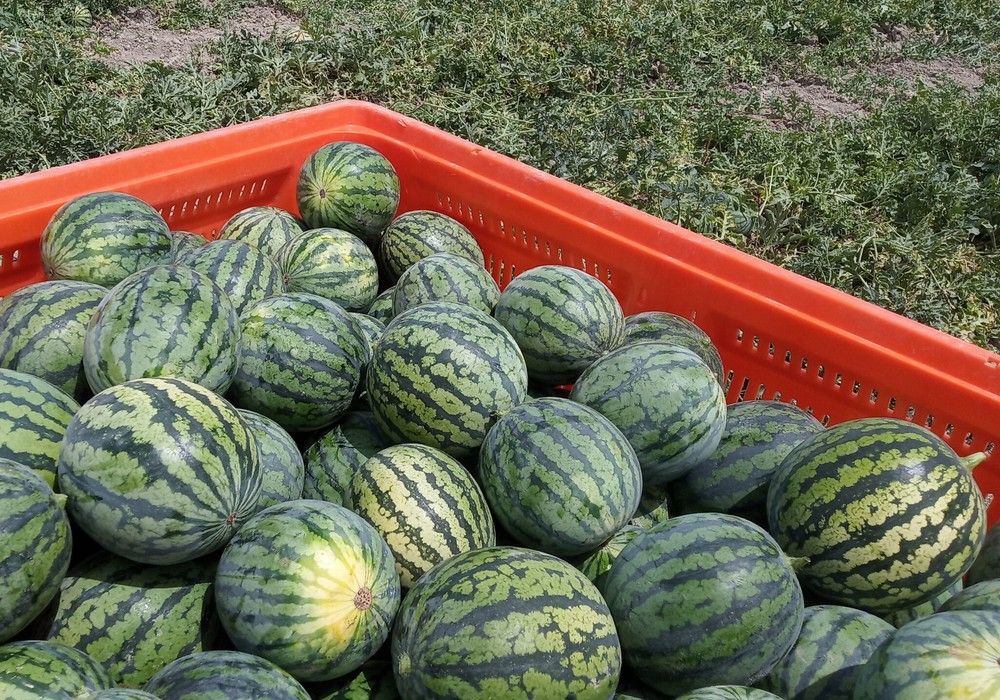 ASAJA confirma una reducción de 2.500 hectáreas en la superficie de sandía