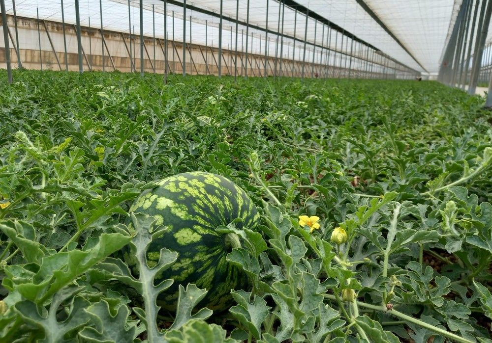 Comienza la campaña ‘No cortes en verde’ para melón y sandía en colaboración con Hortyfruta