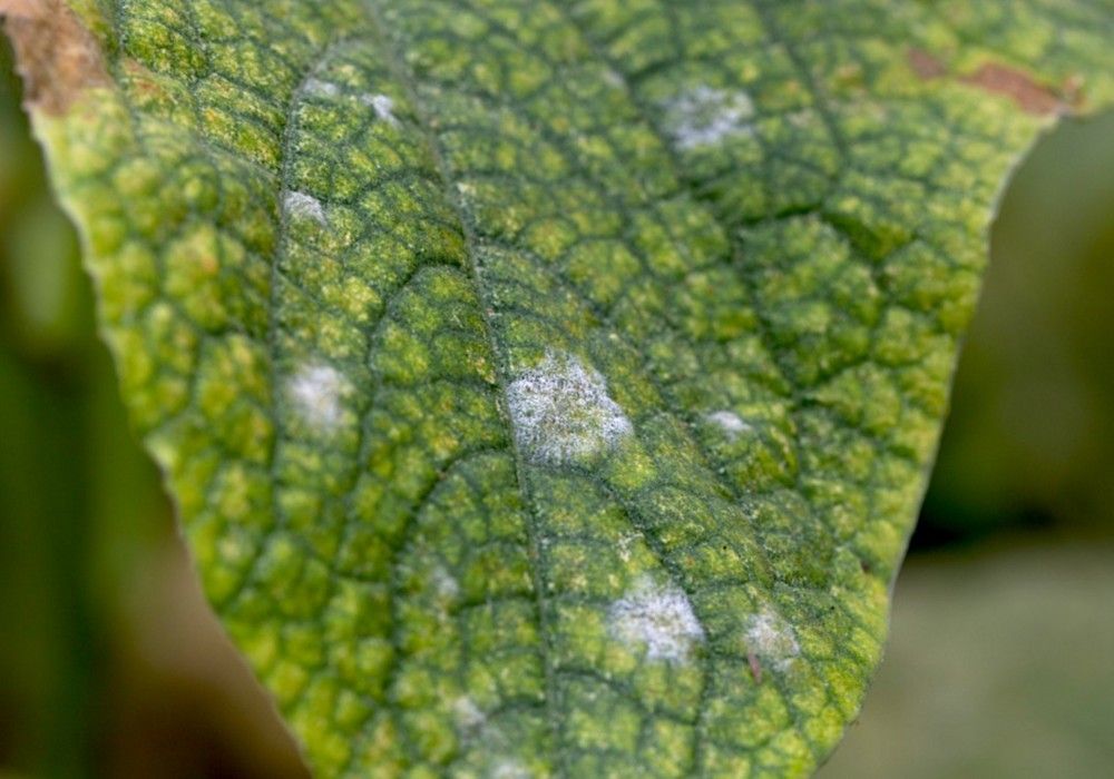 Biosulfur, el azufre mojable de origen biológico que es más soluble y eficaz