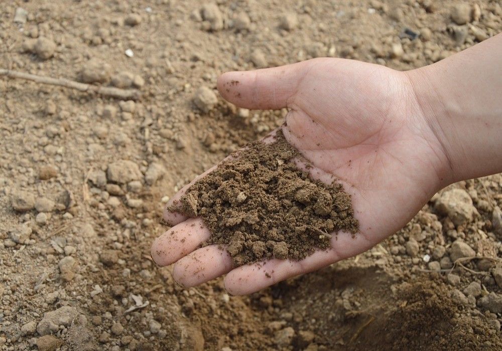 El Ministerio de Agricultura, Pesca y Alimentación abona este lunes 281 millones de euros a los agricultores por la subida de los fertilizantes