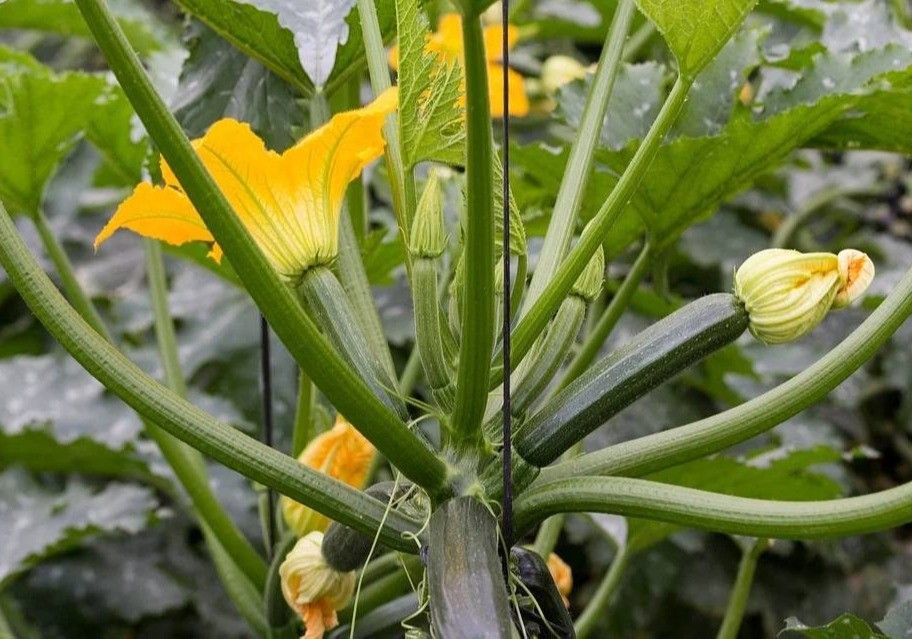 El cultivo de calabacín en invernadero eleva su coste de producción en un 21% en las dos últimas campañas