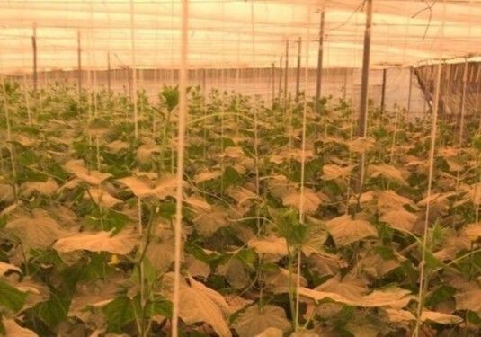 ASAJA-Almería lamenta que Hacienda deje fuera de la Rebaja Fiscal a los cítricos y cerca del 90% de las frutas y hortalizas de la provincia