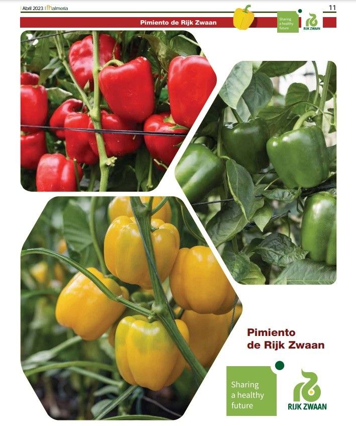 Abril 2023|| Especial de pimiento temprano y medio de Rijk Zwaan
