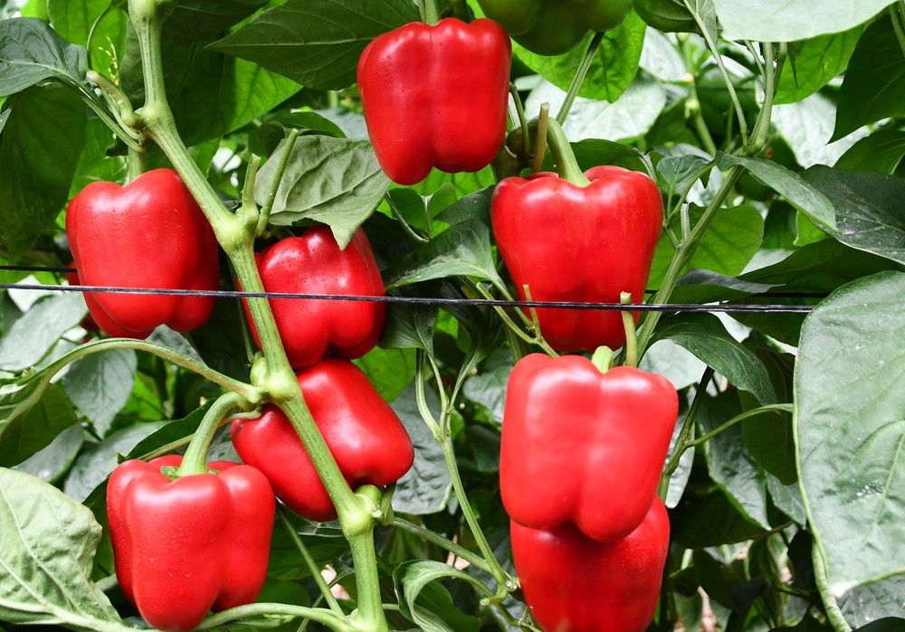 El abanico más extenso en color, calibre y con resistencias en pimiento California lo tiene Syngenta