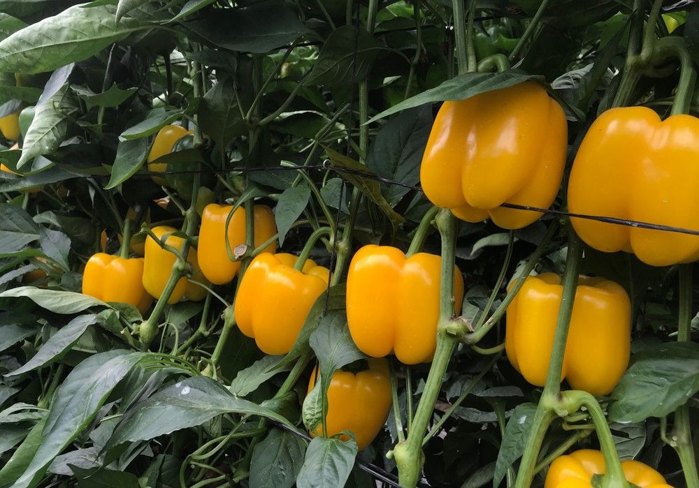HM.CLAUSE ofrece sus pimientos de ‘alta precisión’ a una agricultura cada vez más profesionalizada