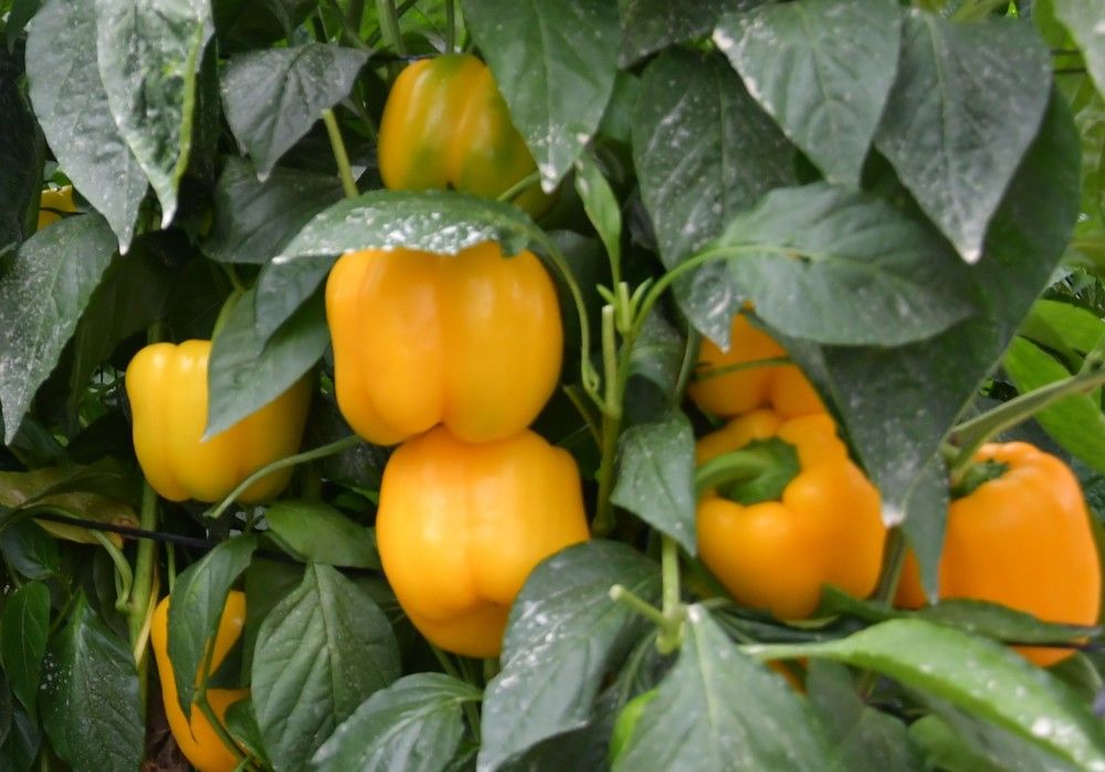 VoLtio y Gasol: producción, calidad de fruto y postcosecha para ciclo temprano