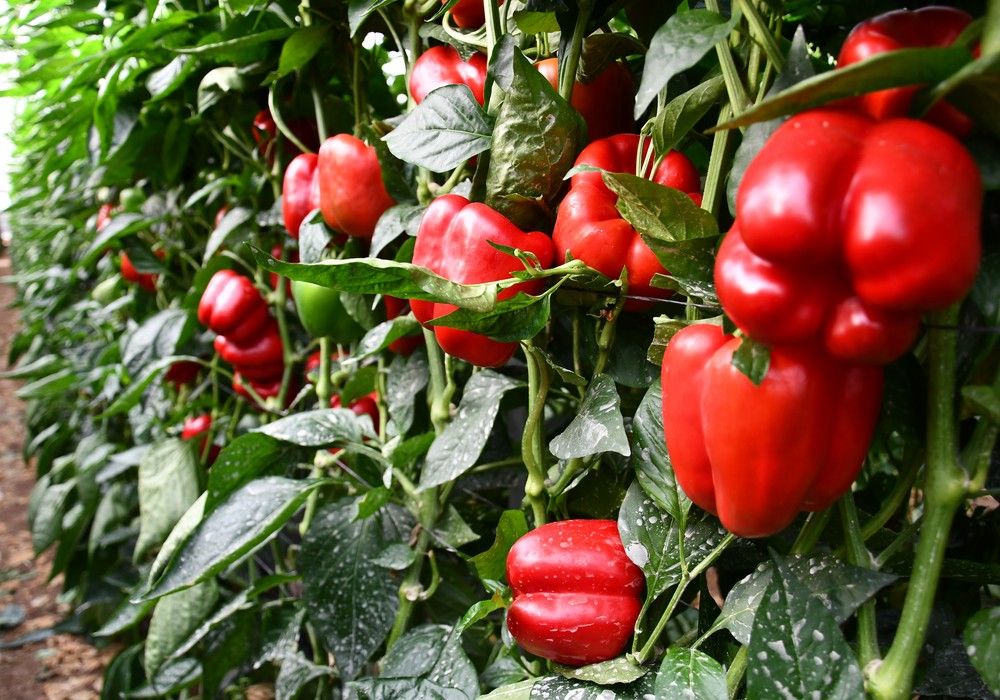 Vilmorin-Mikado aumenta la calidad de su catálogo de pimiento con la incorporación de Ingenyo F1
