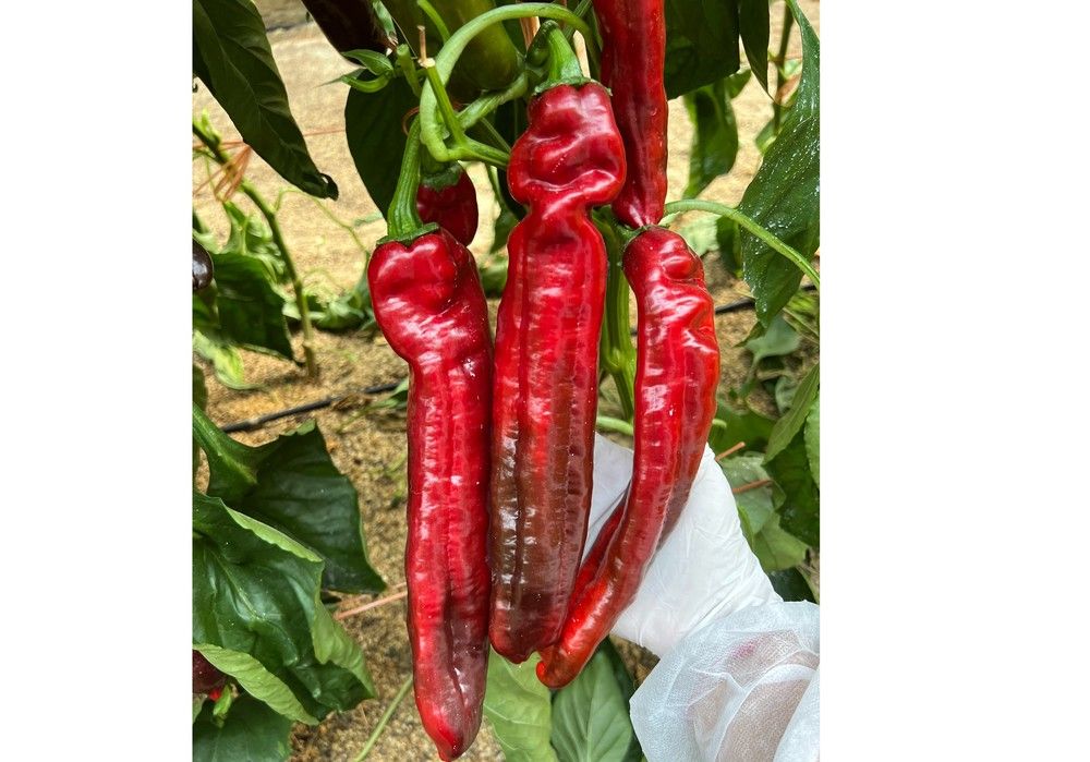 Los pimientos dulce italiano y California de ISI Sementi plantan cara al oídio