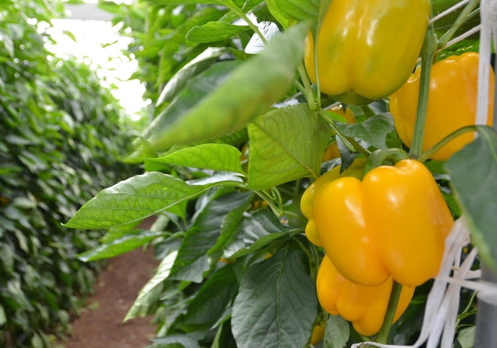 Soluciones nutricionales de Herogra Fertilizantes para el cultivo en invernadero