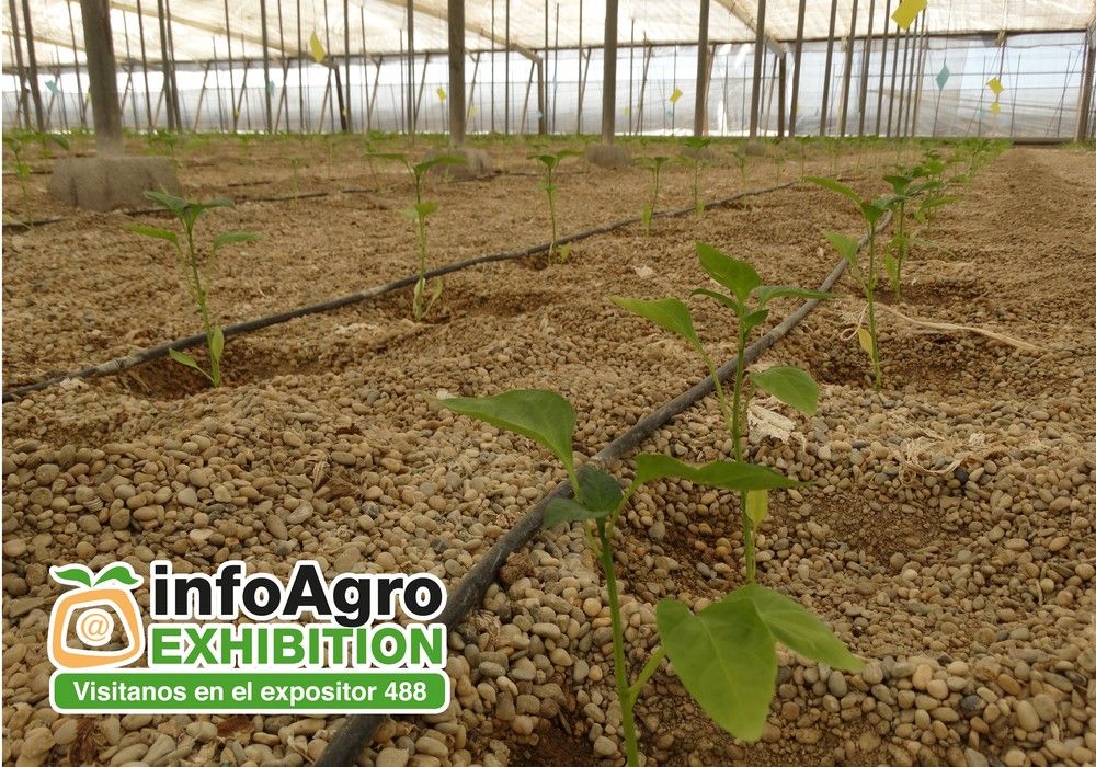 VitalFluid incrementa los cultivos ecológicos hasta un 30% con una solución sostenible