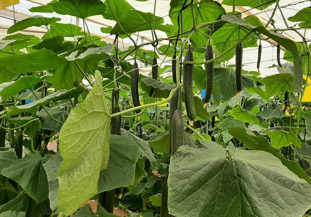 Siriana, el pepino de Syngenta con más resistencias