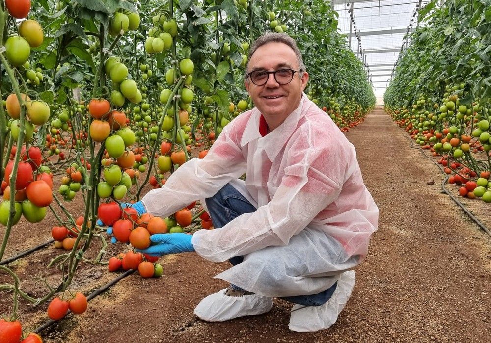 Sargento, el tomate pera de HM.CLAUSE con producción y calibre para ciclos cortos