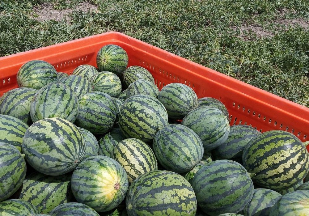 El precio actual de la sandía en invernadero es la mitad del coste de la producción
