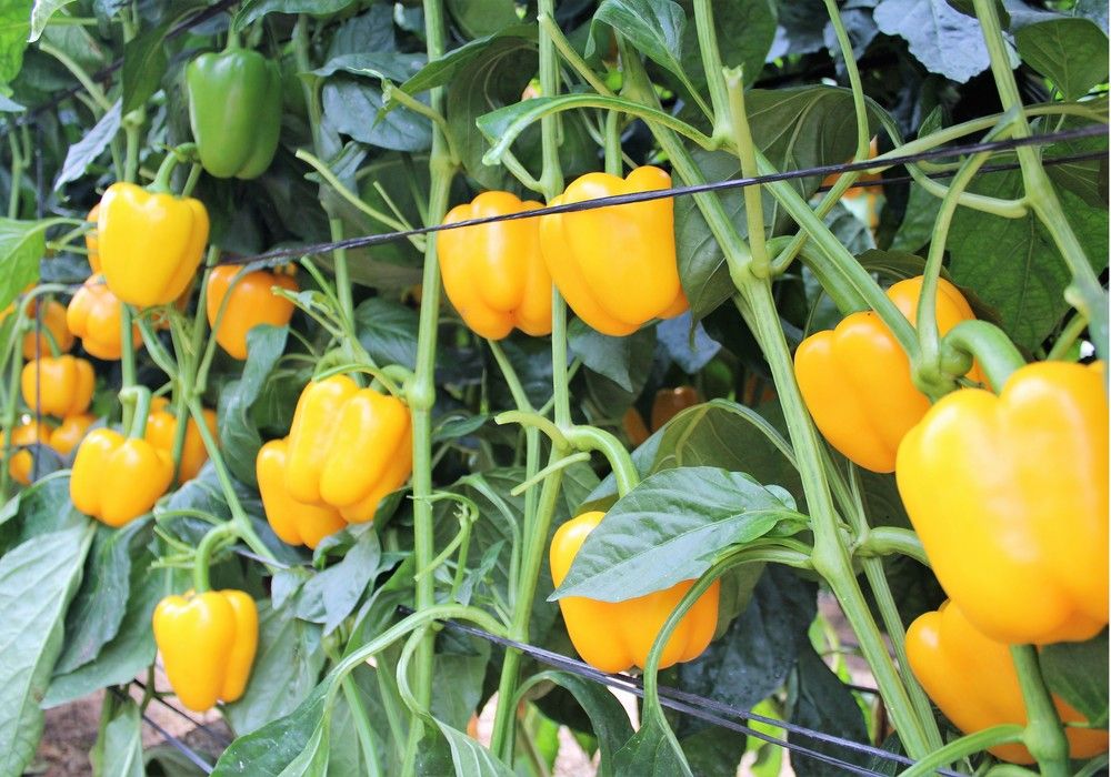 “Aviso a los pepineros: ¿falta pimiento amarillo esta campaña?”